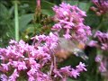 Hummingbird Hawk Moth