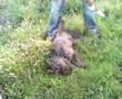 Caniche video