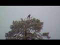 videos de Kotka puussa