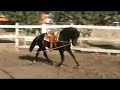 Caballos espa�oles -- Andalusian horses