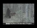 Classic Dancing Bear by Alex Balk Classic Dancing Bear by Alex Balk