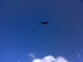 AVISTAJE DE AVES EN LAS SIERRAS DE CORDOBA, EN VIAJE DE FER