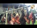 Mighty Mithun Under Threat - YouTube