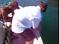 250-300 lb Goliath Grouper aka Jew Fish