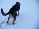 Hank playing outside