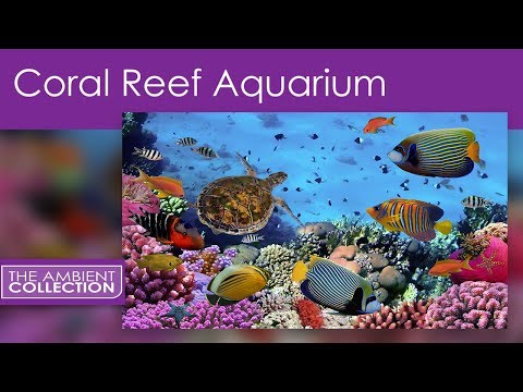 CORAL DVD: CORAL REEF AQUARIUM FROM THE CORAL REEF AQUARIUM DVD