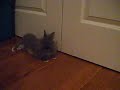 chewie gettin comfyyy lol chewie gettin comfyyy lol