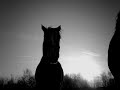 Dedicated to my Horse Kim