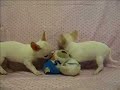 ????? (Chihuahua)