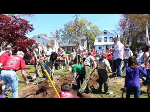 how to fertilize white oak trees