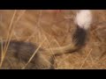 Alpha pups go awol