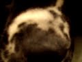 The Loudest Snoring Animal in the World