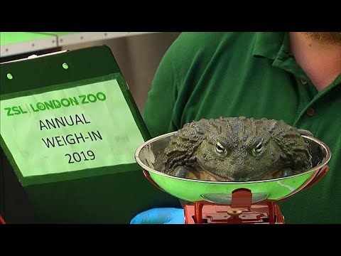 London/Grobritannien: Alle Tiere im Zoo mssen auf die Waage