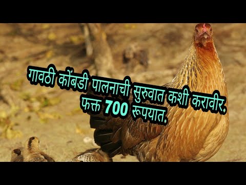 गावठी कोंबडी पालनाची सुरुवात कशी करावी फक्त 700 रूपयात. (desi kukut palan kayse kare)(under 700 Rs)