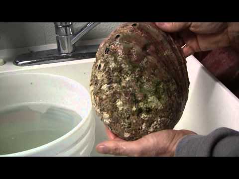how to dye abalone shell