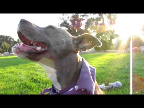 blue pearl terrier