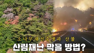 소나무재선충병과 산불! 산림재난을 막을 방법은?
