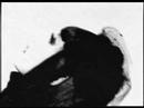 visual kei fan vid    angel sanctuary  knife of romance