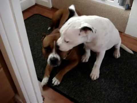 staffie