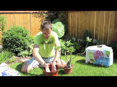 how to plant adenium