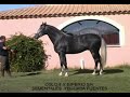 ETALONS CHEVAUX ESPAGNOLS ELEVAGE FUENTES ETALONS CHEVAUX ESPAGNOLS ELEVAGE FUENTES