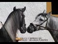 ETALONS CHEVAUX ESPAGNOLS ELEVAGE FUENTES
