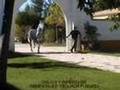 ETALONS CHEVAUX ESPAGNOLS ELEVAGE FUENTES