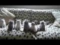 Котята танцуют