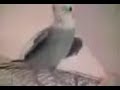 Nymphensittich Jay Jay