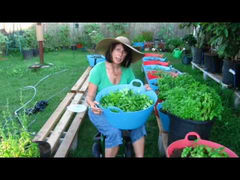 how to harvest sweet basil