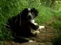 Amazing Border Collie Awesome Dog Cute Puppy Movie Trailer