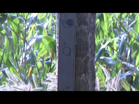 (ลูกกรด) - ยิงเหล็กซี 3 ทะลุครับ (ใช้แค่หัวตะกั่วธรรมดา ไม่ใช่หัวทองแดง)