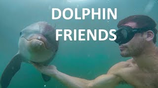 Dolphin friend