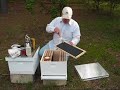 Bees for beginners part 2
