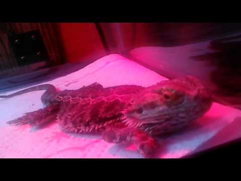 how to care for a bearded dragon with mbd