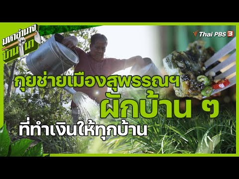 กุยช่ายเมืองสุพรรณฯ ผักบ้าน ๆ ที่ทำเงินให้ทุกบ้าน | มหาอำนาจบ้านนา