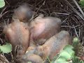 Familie Amsel