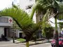 Avenidas en Manizales