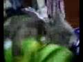videos de Morlock Vs Kermit.3g2