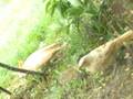 LEUCISM IN 2 BIRD SPECICES FILMED FEEDING TOGETHER