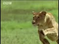 BBC: Zebra Hunting - 5 Big Cats and a Camera BBC: Zebra Hunting - 5 Big Cats and a Camera