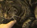 Catnap cute Cat Kitty Tussi sleeping on hand, sandp. kisses Catnap cute Cat Kitty Tussi sleeping on hand, sandp. kisses