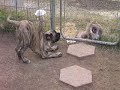mastiff   english mastiff   holly playing with a cat