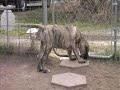mastiff   english mastiff   holly playing with a cat