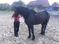 Sander_3