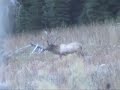 elk web movie gbo.wmv