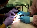 Pediatric Dental Patient Pediatric Dental Patient