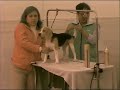 Beagle Per� - Canela en Exposici�n: La Previa