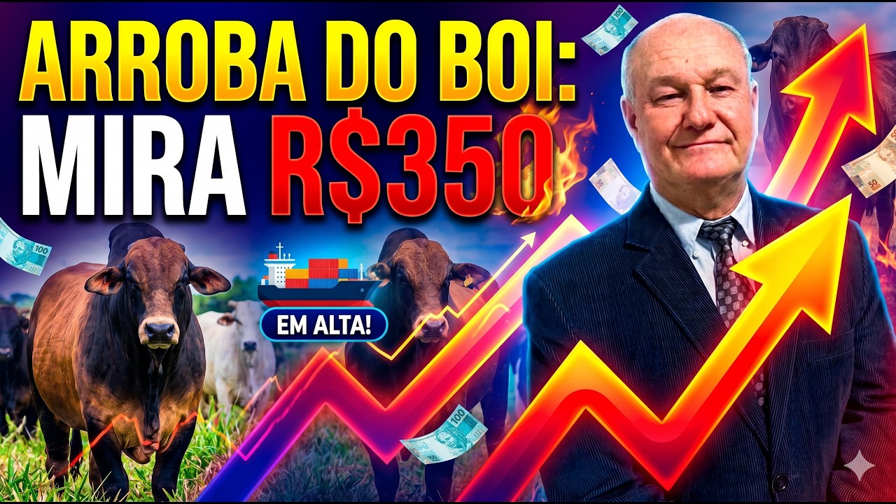 Arroba do Boi: Mercado Paulista Mira R$350 com Exportações "Bombando".