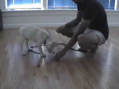 10 week old labrador puppy training